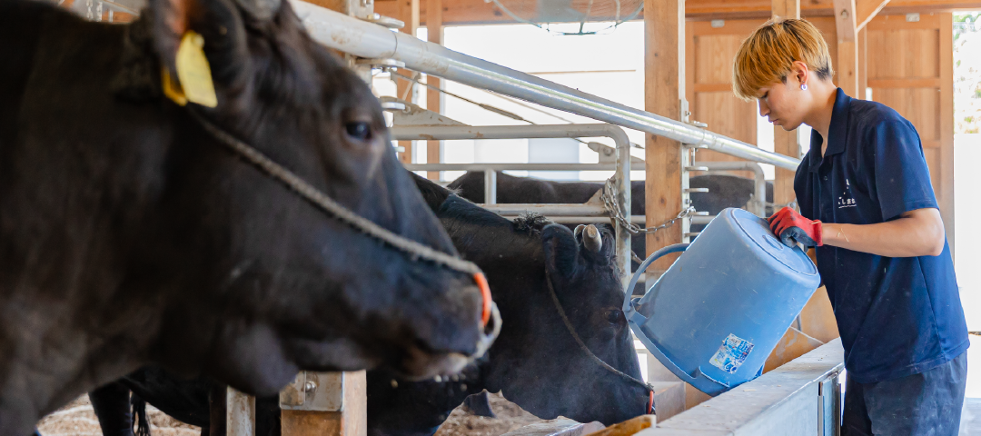 肉用牛専攻はこちらをクリック