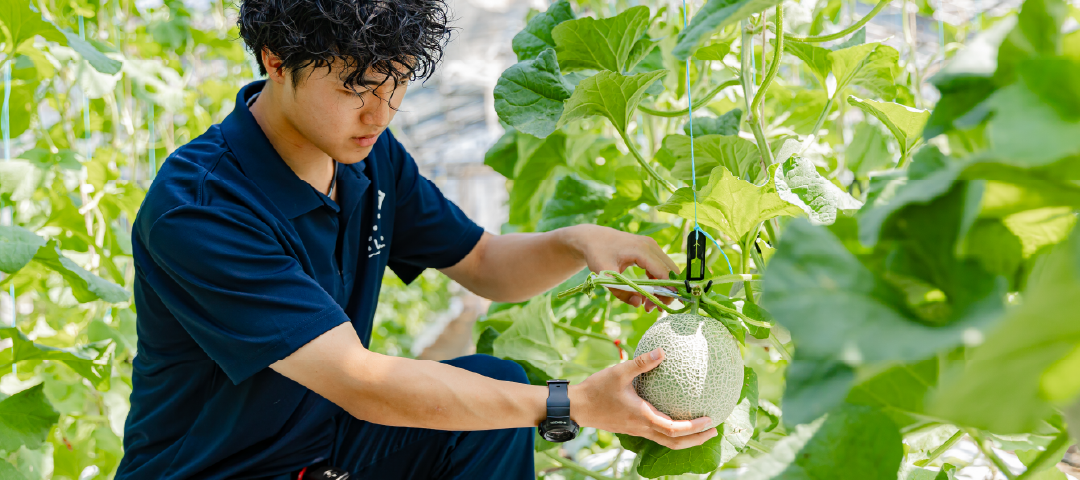 野菜専攻はこちらをクリック