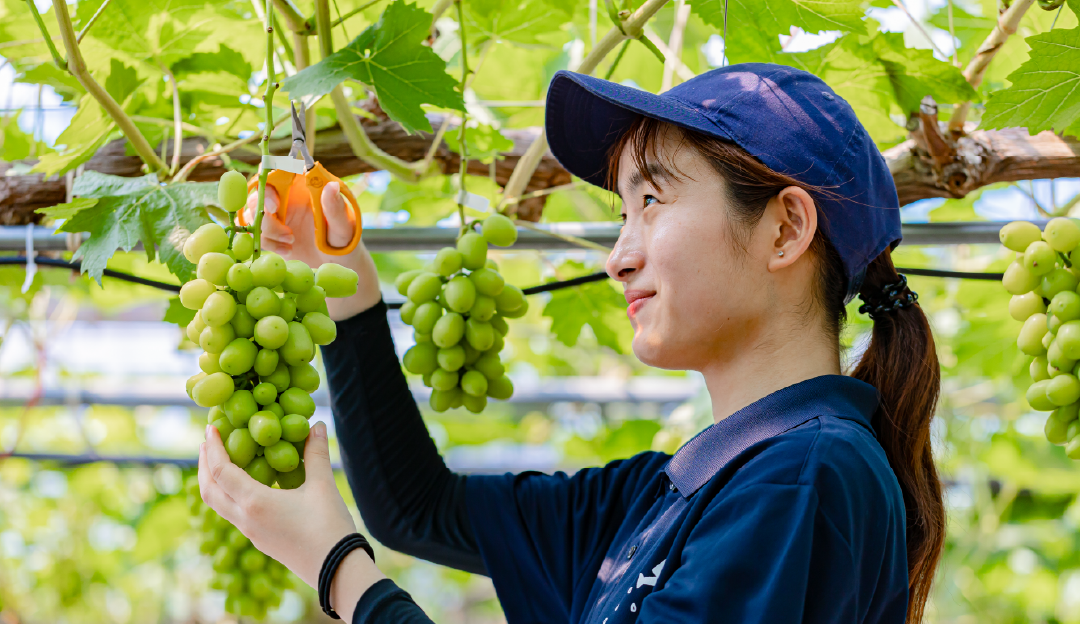 果樹専攻 島根県立農林大学校