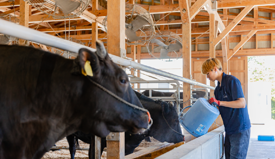 肉用牛専攻 島根県立農林大学校
