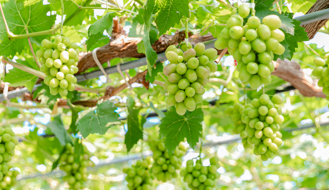 求人希望の方へ 島根県立農林大学校