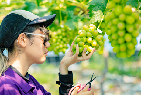 果樹専攻実習の様子画像