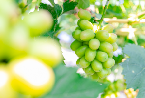 果樹専攻実習の様子画像