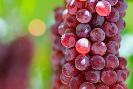 果樹専攻実習の様子画像