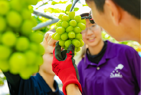 果樹専攻実習の様子画像