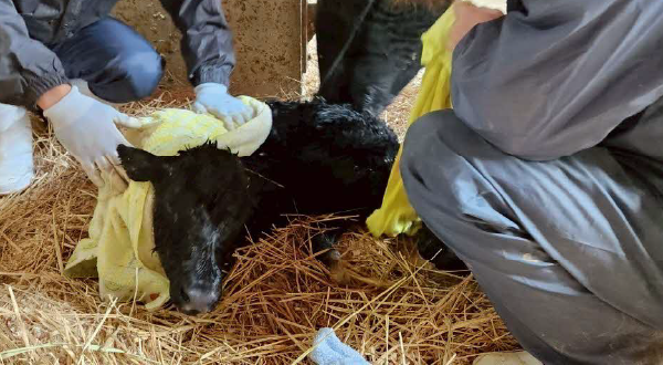 肉用牛専攻実習の様子画像