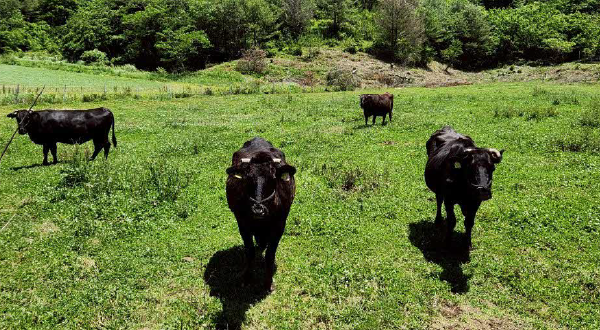 肉用牛専攻実習の様子画像