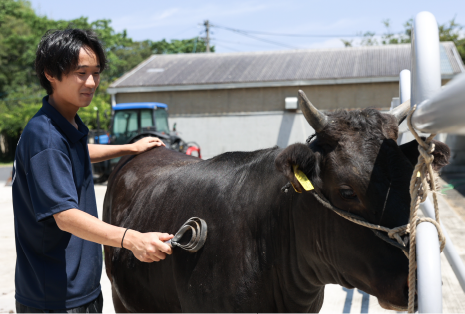 肉用牛専攻実習の様子画像