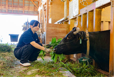 肉用牛専攻実習の様子画像