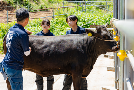 肉用牛専攻実習の様子画像