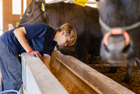 肉用牛専攻実習の様子画像