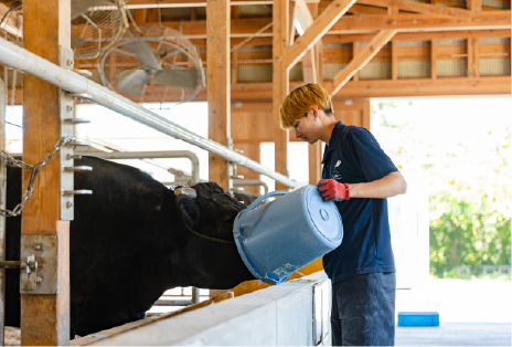肉用牛専攻実習の様子画像