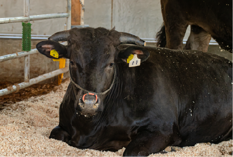 肉用牛専攻実習の様子画像