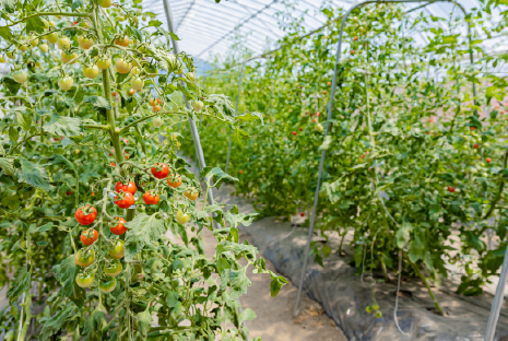 水田コースのイメージ画像