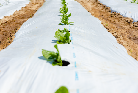 水田コースのイメージ画像