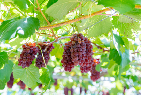 短期養成コース短期養成コースの特徴画像