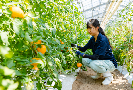 野菜専攻実習の様子画像