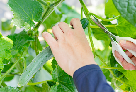 野菜専攻実習の様子画像