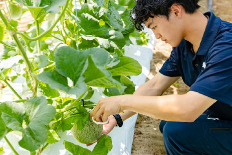 野菜専攻実習の様子画像