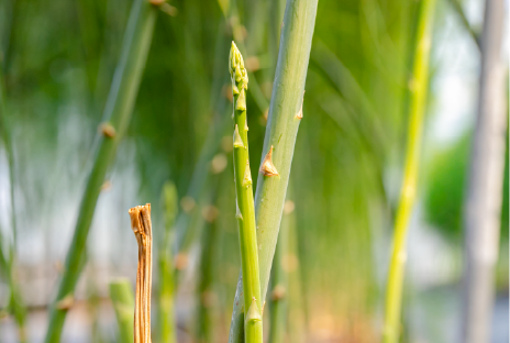 野菜専攻実習の様子画像