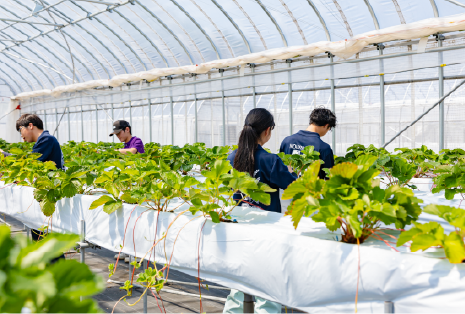 野菜専攻実習の様子画像