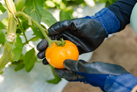 野菜専攻実習の様子画像