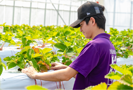 野菜専攻実習の様子画像