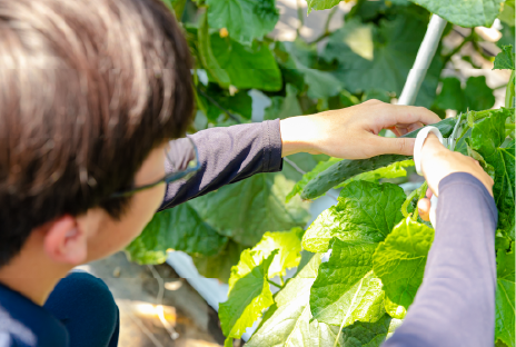 野菜専攻実習の様子画像