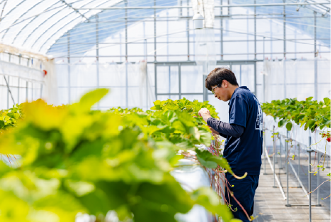 野菜専攻実習の様子画像