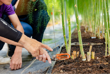 野菜専攻実習の様子画像
