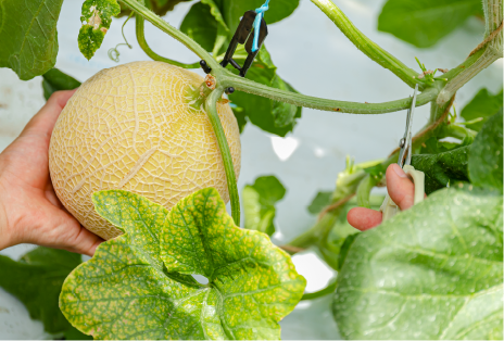 野菜専攻実習の様子画像
