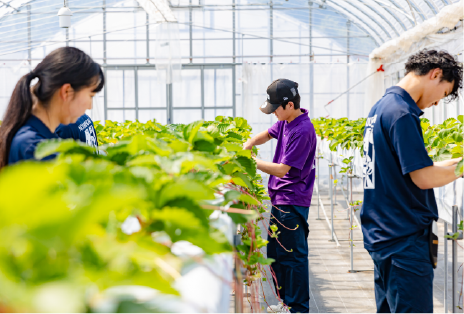 野菜専攻実習の様子画像