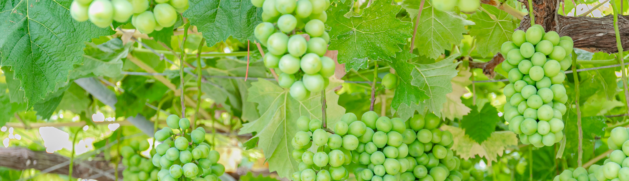 岩谷隼汰 就農先×卒業生インタビュー