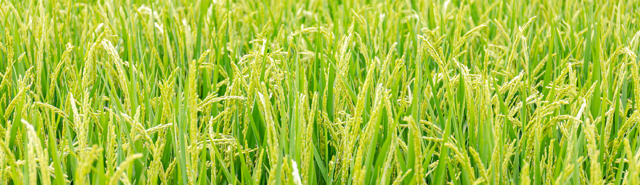 永田雅樹 就農先×卒業生インタビュー